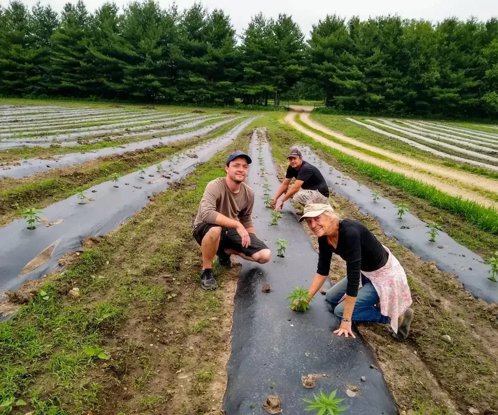 Paul, Yolanda’s brother Luke and her mother Vicki hand-planting hemp seedlings in rows of black mulch on farmland in Banner, Illinois, in 2019