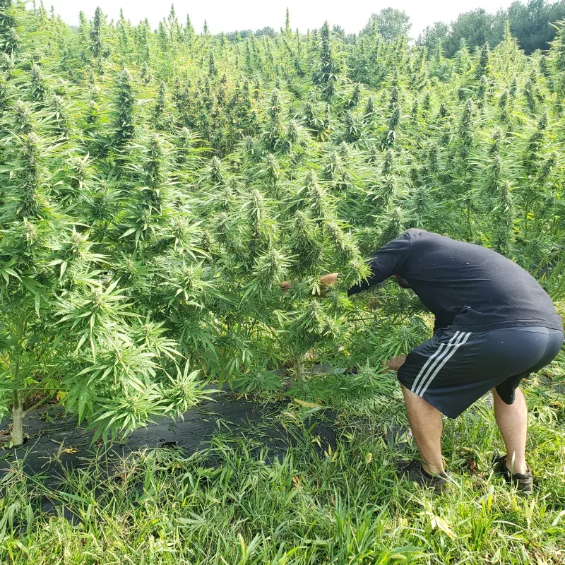Luke reaching into tall hemp plants at harvest
