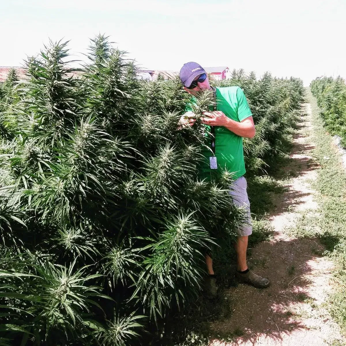 Paul inspecting tall flowering hemp in a Colorado field
