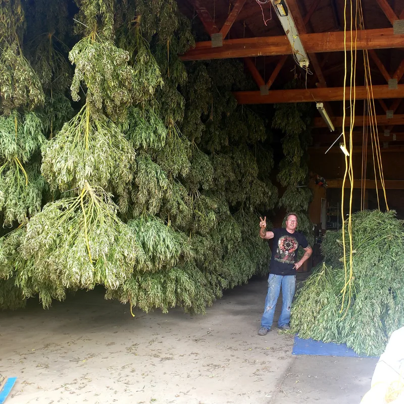 Hemp drying hang barn Banner Harvest Illinois farm