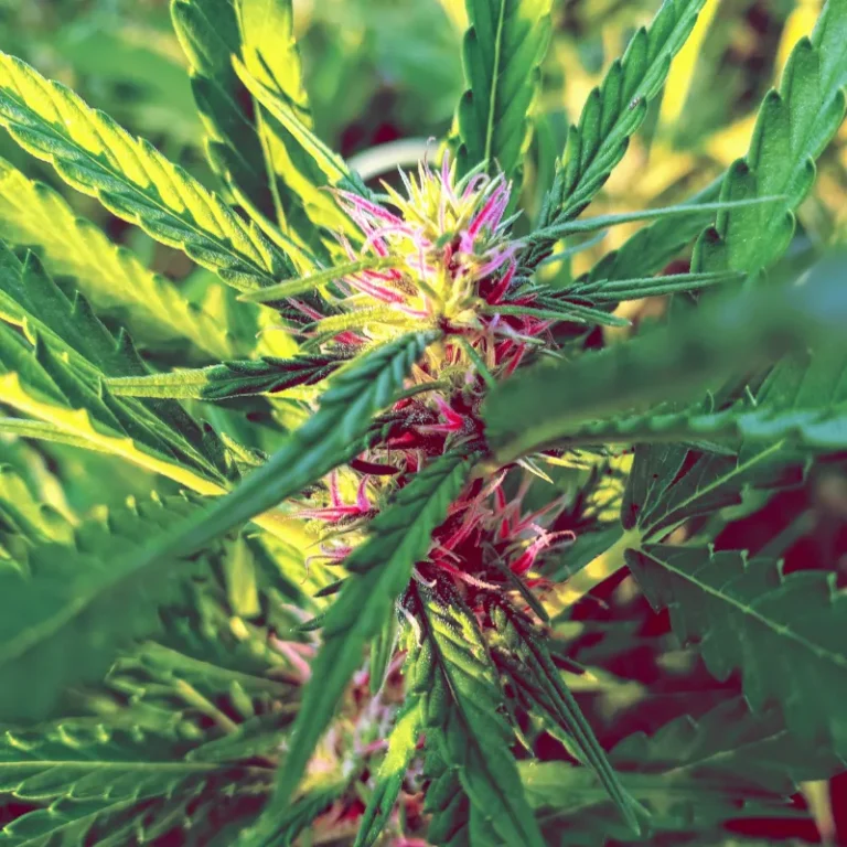 Flowering hemp close-up Banner Harvest Illinois farm