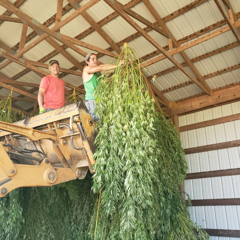 Hemp tractor harvest Banner Harvest Illinois farm