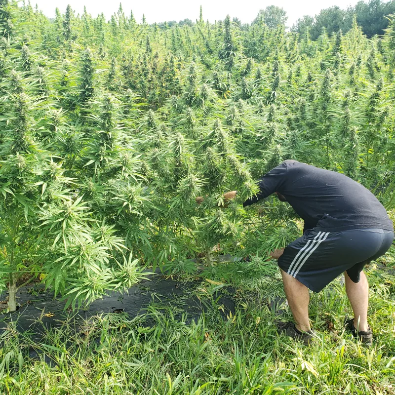 Hemp harvest Banner Harvest Illinois farm