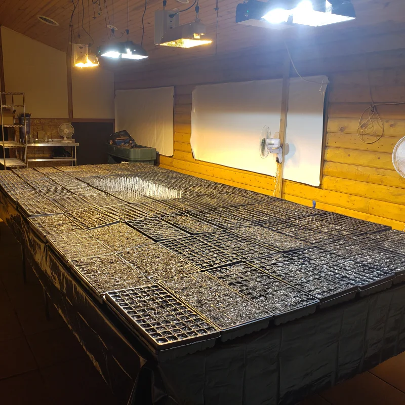 Hemp seedlings Banner Harvest Illinois farm