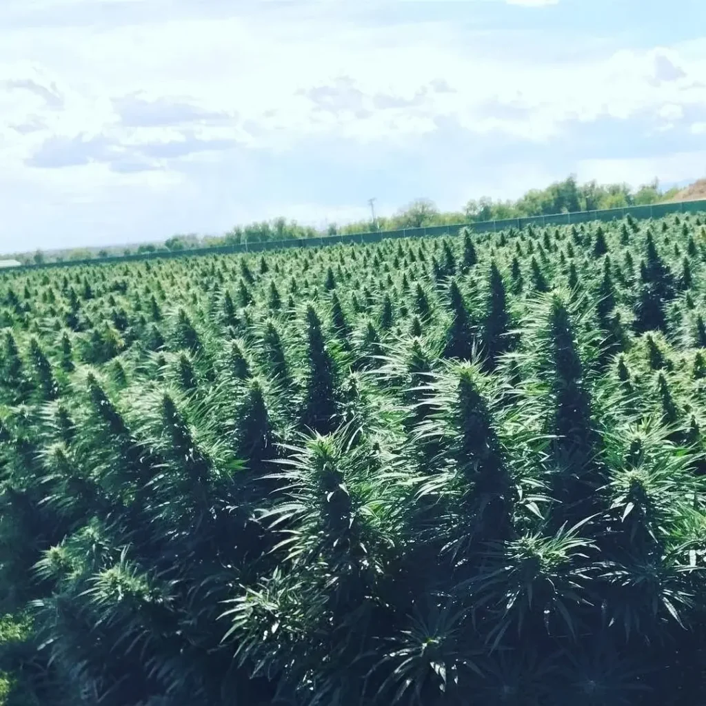 Paul ImOberstag Blue Dream cannabis cultivation Colorado