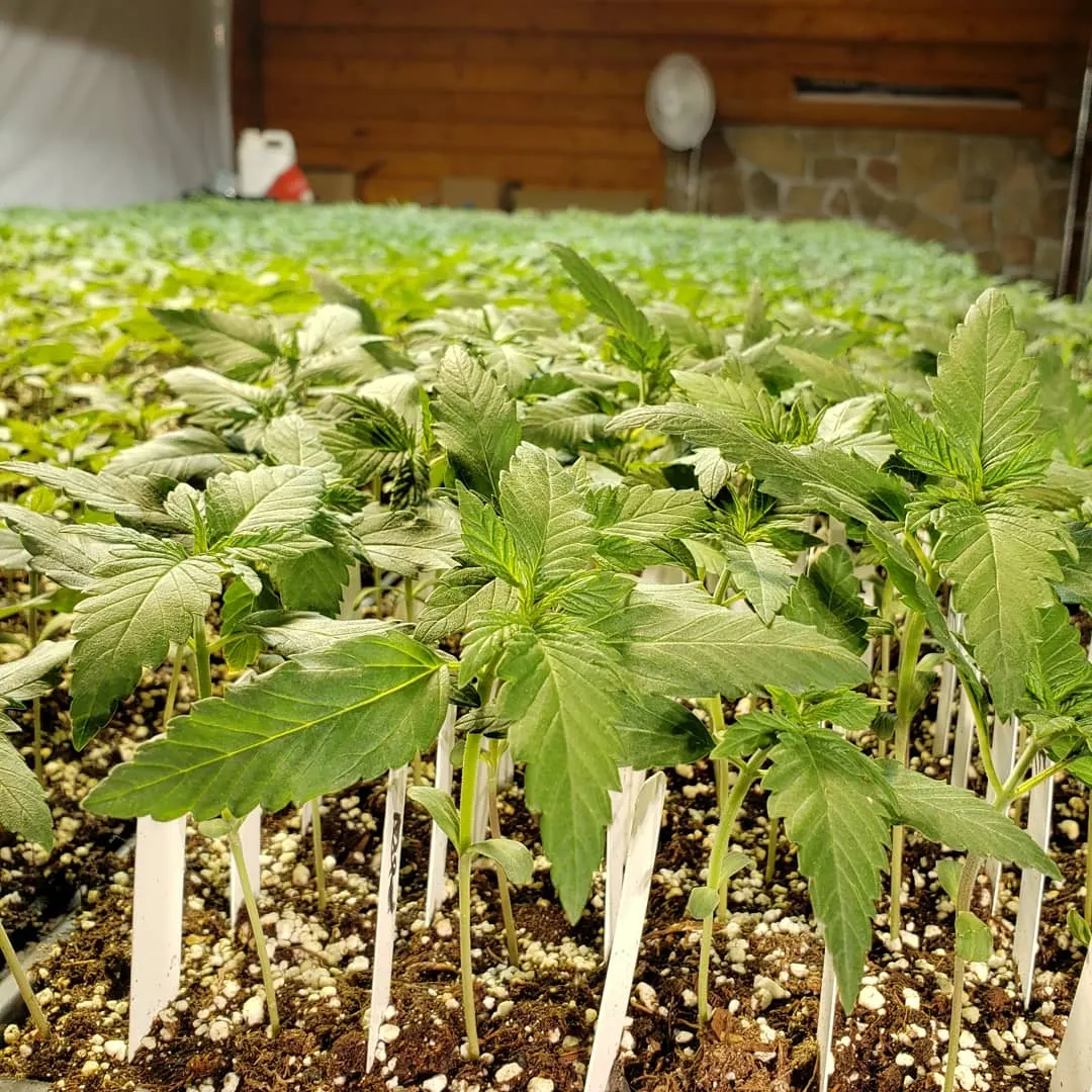 Paul ImOberstag planting hemp seedlings Illinois Banner Harvest farm