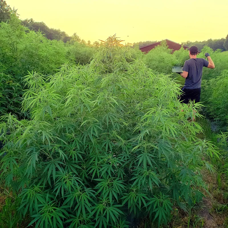 Paul ImOberstag Illinois farm Banner Harvest hemp cultivation