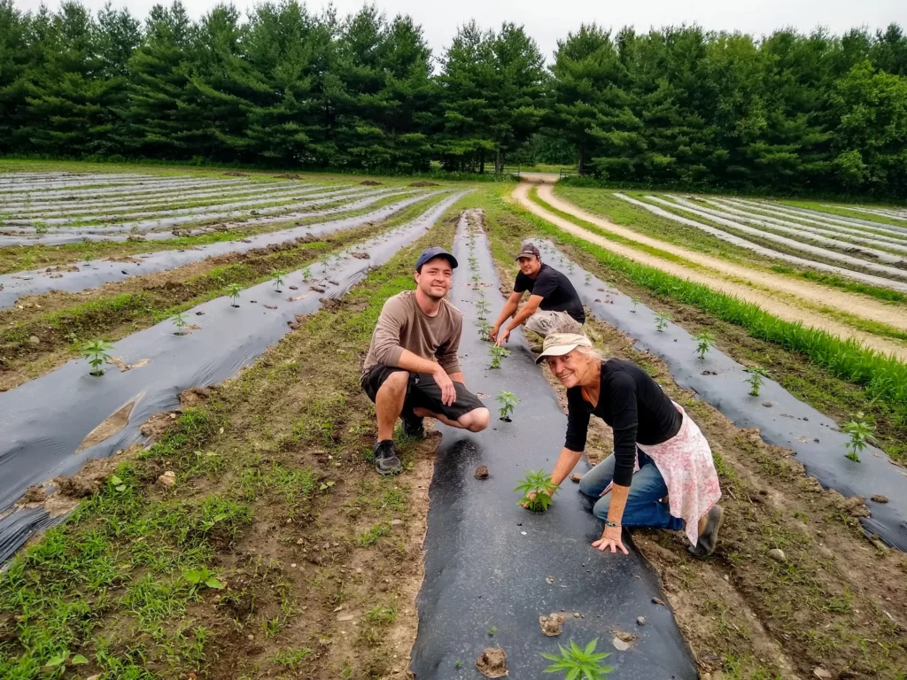 Paul ImOberstag planting by hand Banner Harvest farm Illinois