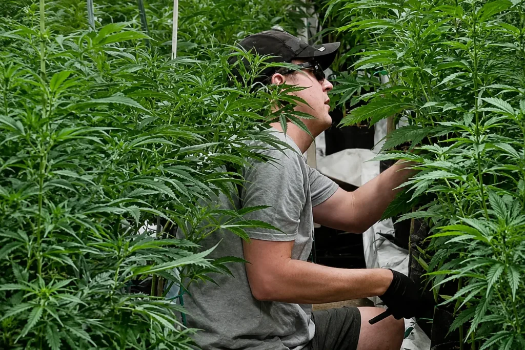 Paul ImOberstag pruning cannabis Colorado grow