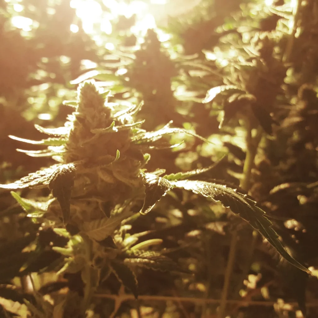 Paul ImOberstag sunrise grow Colorado cannabis cultivation