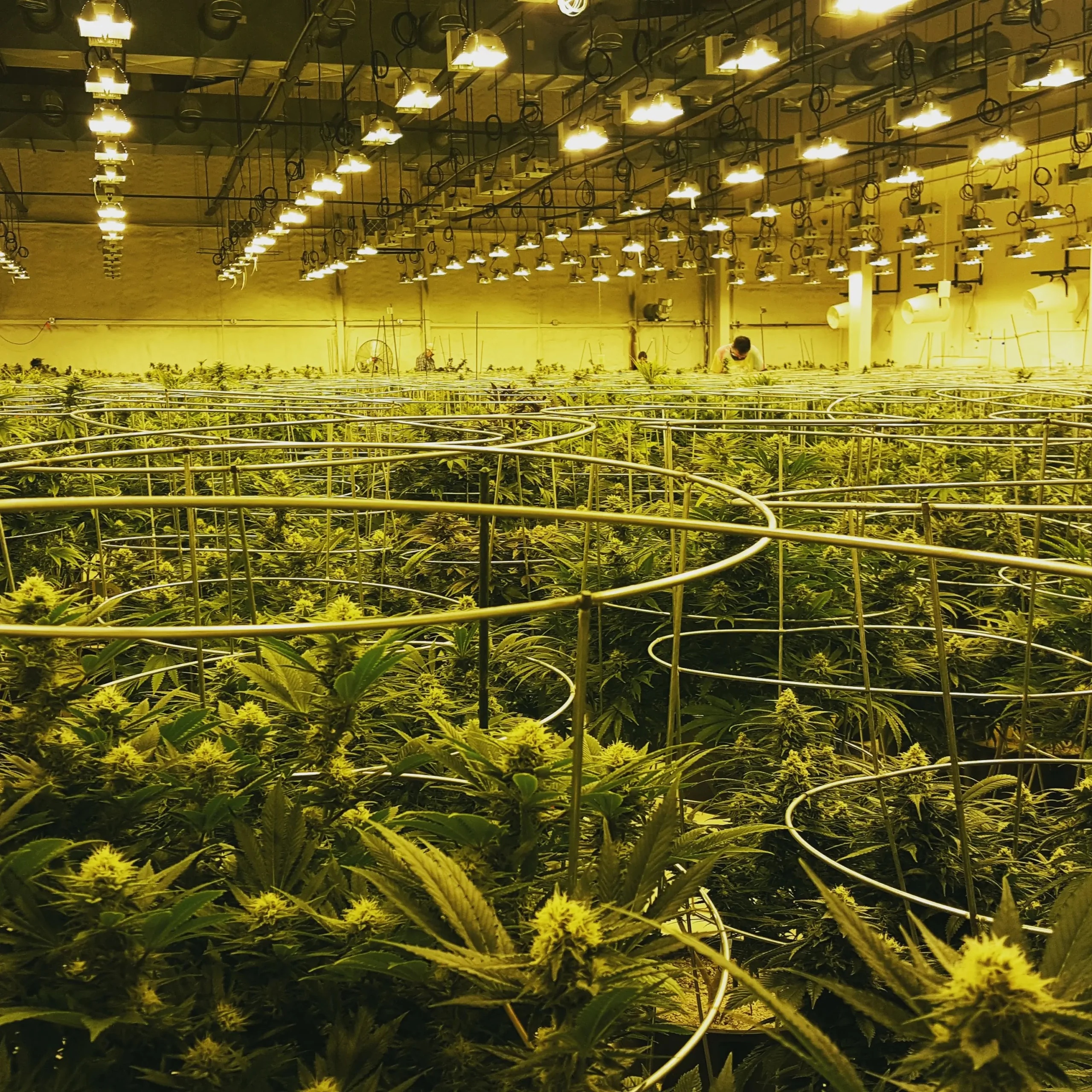 Paul ImOberstag Willie's Reserve cultivation Colorado Banner Harvest